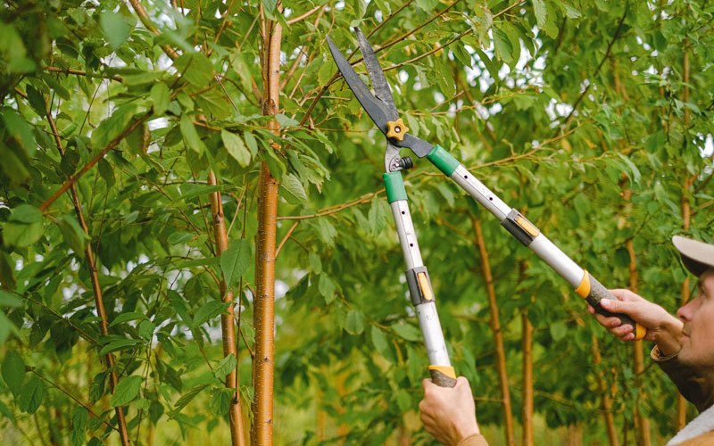 Tree trimming in Port Saint Lucie, FL
